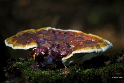 Gesteelde lakzwam - Ganoderma lucidum.jpg