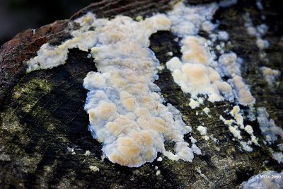 Dennenharszwam Phlebiopsis gigantea .jpg