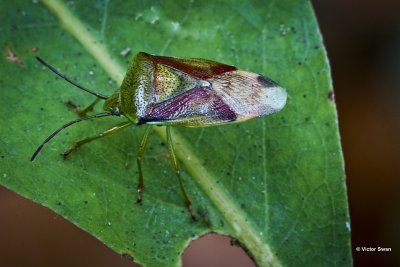 Berkenkielwants Elasmostethus interstinctus.jpg