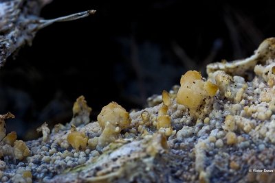 Dennenharszwam Phlebiopsis gigantea.jpg