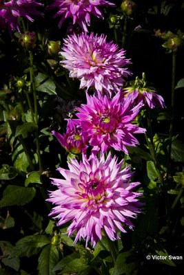 Dahlia-Wintersprings.jpg
