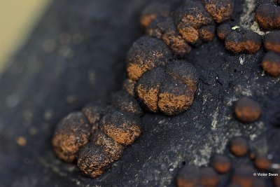 Roestbruine kogelzwam Hypoxylon fragiforme.jpg