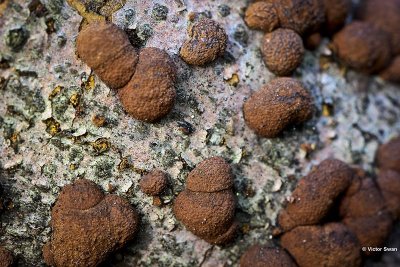 Roestbruine kogelzwam Hypoxylon fragiforme.jpg