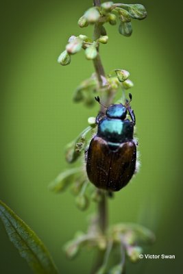 Rozenkever Phyllopertha horticola.jpg
