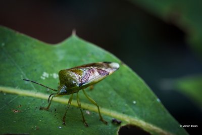 Berkenkielwants Elasmostethus interstinctus.jpg
