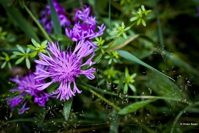 Bergcentaurie - Centaurea montana.jpg