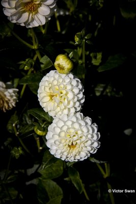 Dahlia-Snowflake.jpg