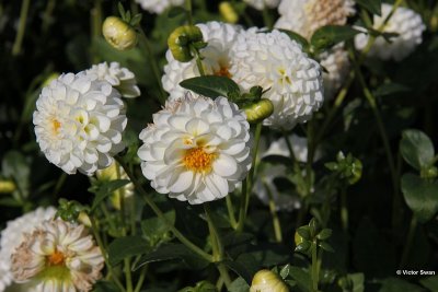 Dahlia-Snowflake.JPG
