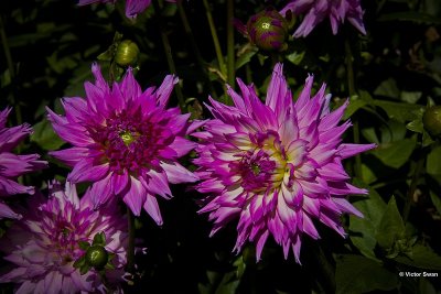 Dahlia-Wintersprings.jpg