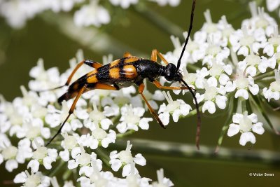 Slanke smalboktor - Strangalia attenuata.jpg