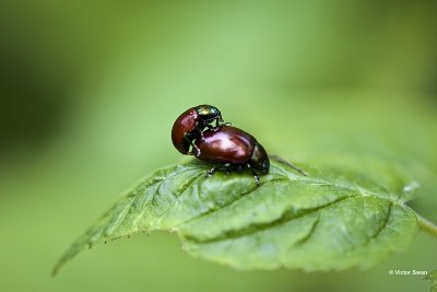 Tweekleurig goudhaantje Chrysolina polita.jpg