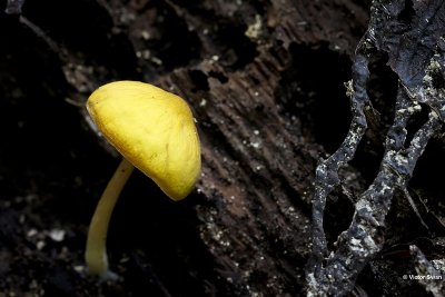 Goudgele hertenzwam - Pluteus leoninus.jpg