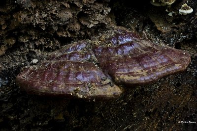 Harslakzwam Ganoderma resinaceum.jpg