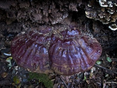 Harslakzwam  Ganoderma resinaceum.jpg