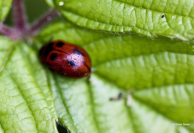 Roodbruin Wilgenhaantje - Gonioctena viminalis.jpg