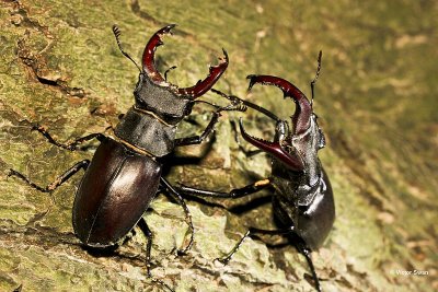 Vliegend hert Lucanus cervus.jpg