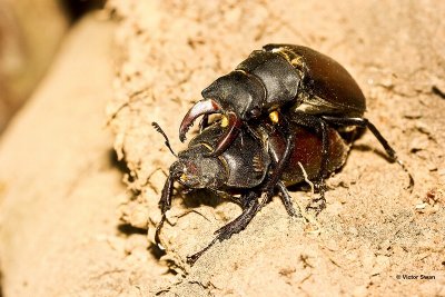 Vliegend hert Lucanus cervus.jpg