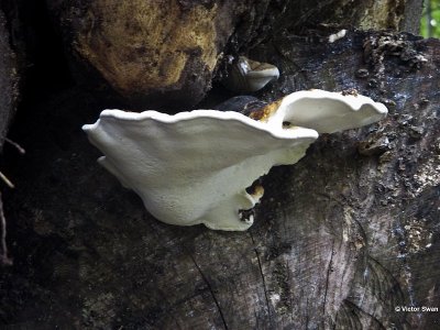 Platte tonderzwam  Ganoderma lipsiense.jpg