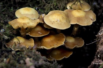 Stobbezwammetje Kuehneromycus mutabilis.jpg