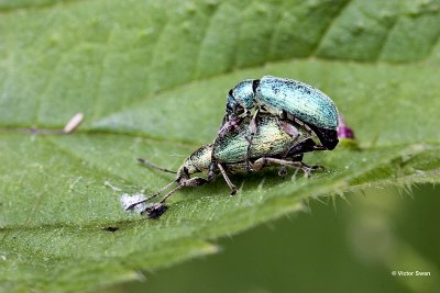 Groene Bladsnuitkever - Phyllobius pomaceus.jpg