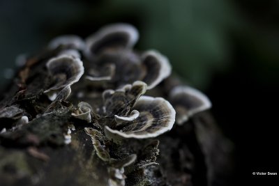 Gewoon elfenbankje Trametes versicolor.jpg