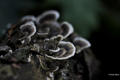 Gewoon elfenbankje  Trametes versicolor.jpg