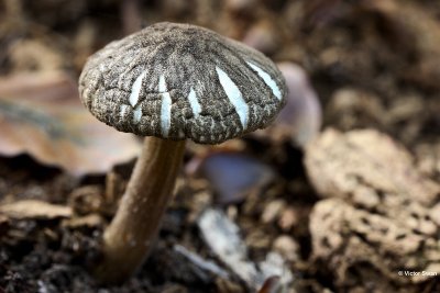 Pronkhertenzwam - Pluteus umbrosus.jpg