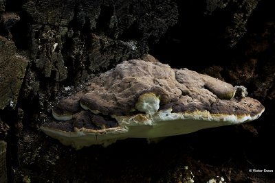 Platte tonderzwam Ganoderma lipsiense.JPG