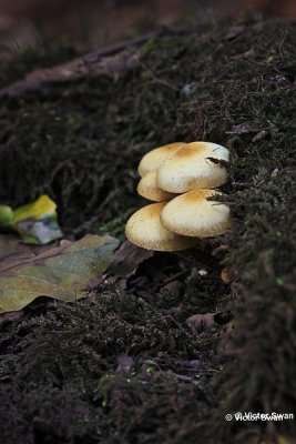Stobbezwammetje Kuehneromycus mutabilis.JPG