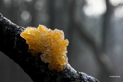 Gele Trilzwam  Tremella mesenterica.JPG