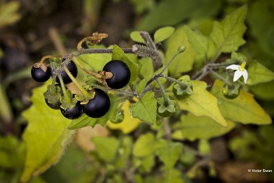 Zwarte nachtschade  Solanum nigrum.JPG