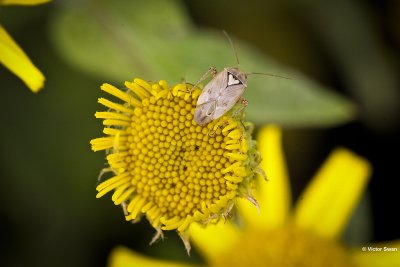 Variabele Dwergschaduwwants -Orthops basalis .JPG