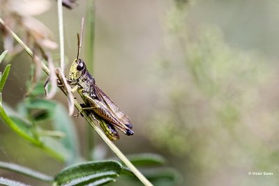 krasser Chorthippus parallelus.JPG