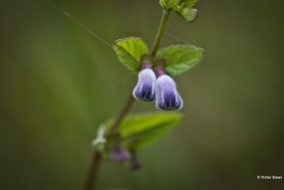 Veldsalie - Salvia pratensis.JPG