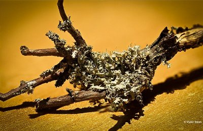 Kapjesvingermos Physcia adscendens .JPG