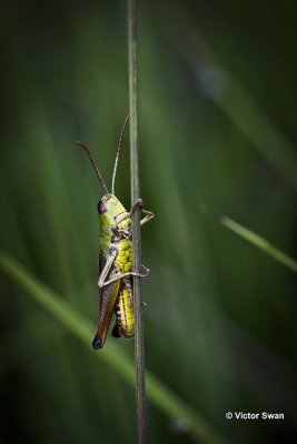 krasser Chorthippus parallelus.JPG
