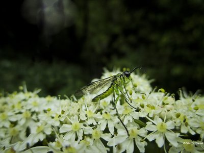 Tenthredo omissaTenthredo mesomela.JPG