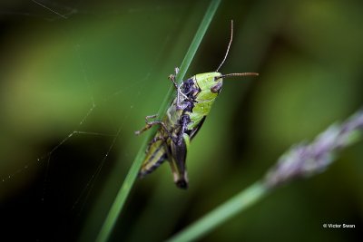 krasser Chorthippus parallelus.JPG