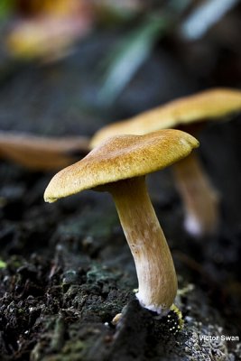 Dennenvlamhoed - Gymnopilus penetrans.JPG