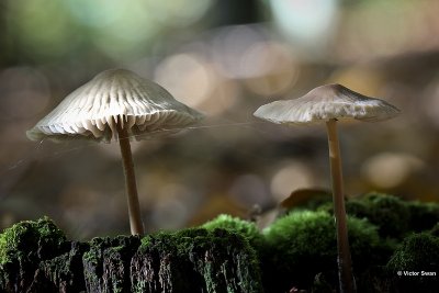 Helmmycena - Mycena galericulata.JPG