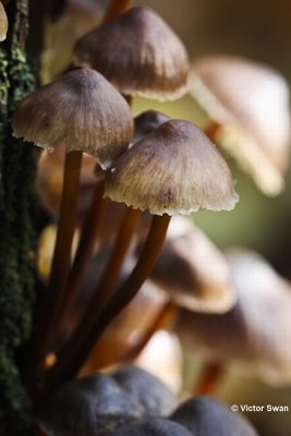 Grote bloedsteelmycena - Mycena haematopus.JPG