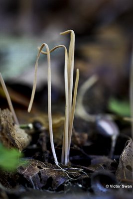 Draadknotszwam - Macrotyphula juncea.JPG