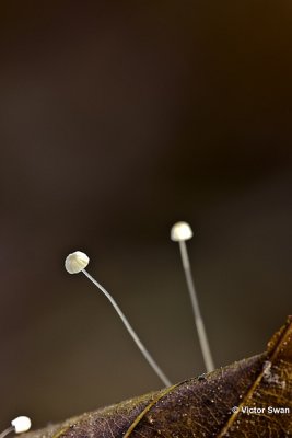 Witte taailing - Marasmius epiphyllus.JPG