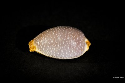 0164-Cypraea Staphylaea Laevigata.JPG