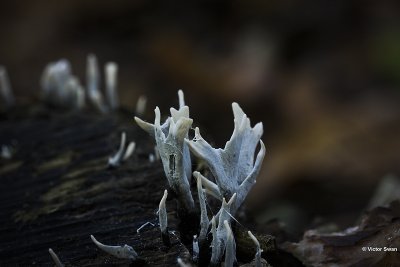 Geweizwam - Xylaria hypoxylon.JPG