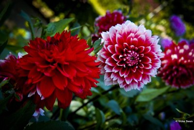 Dahlia-Red and White Fubuki.JPG
