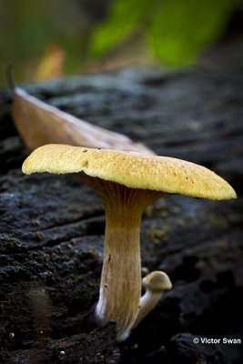 Dennenvlamhoed - Gymnopilus penetrans.JPG