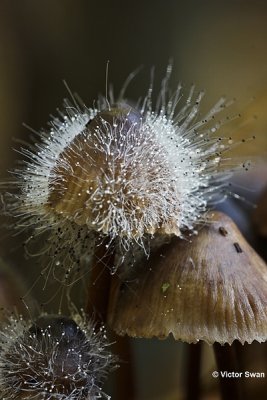 Knopschimmel Spinellus fusiger Mycenaparasiet .JPG