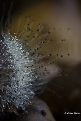 Knopschimmel Spinellus fusiger Mycenaparasiet.JPG
