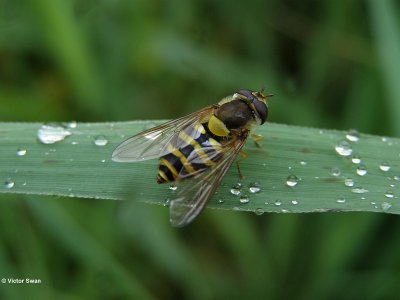 Bessenzweefvlieg Syrphus ribesii .JPG